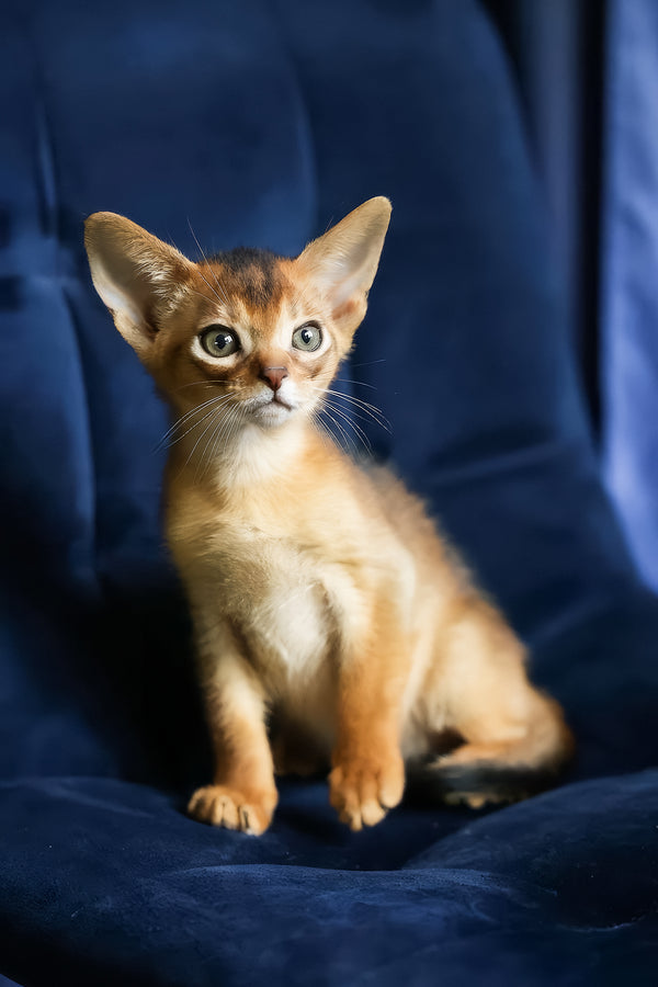 Alf | Abyssinian Kitten