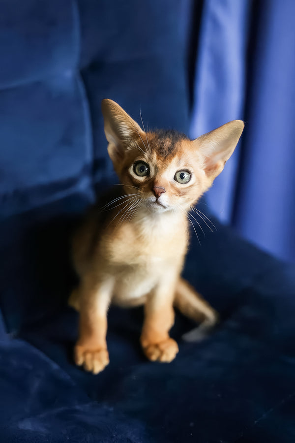 Alf | Abyssinian Kitten