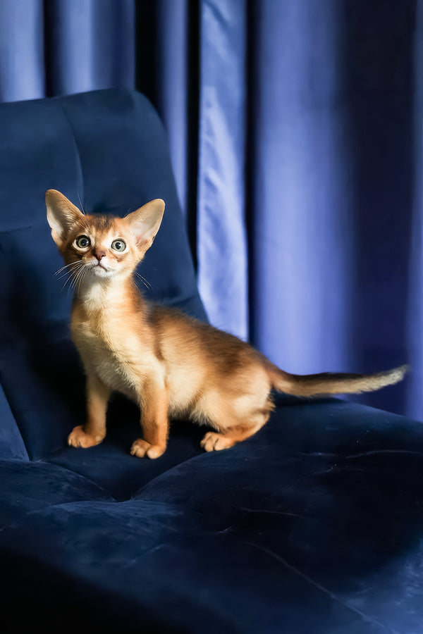Alf | Abyssinian Kitten