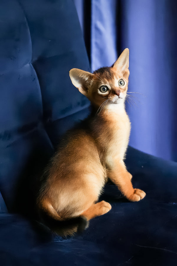Alf | Abyssinian Kitten
