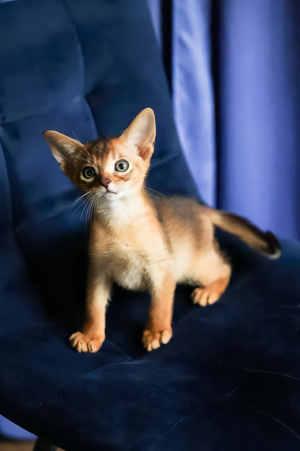 Alf | Abyssinian Kitten