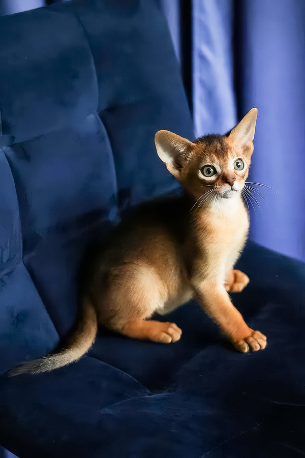 Alf | Abyssinian Kitten