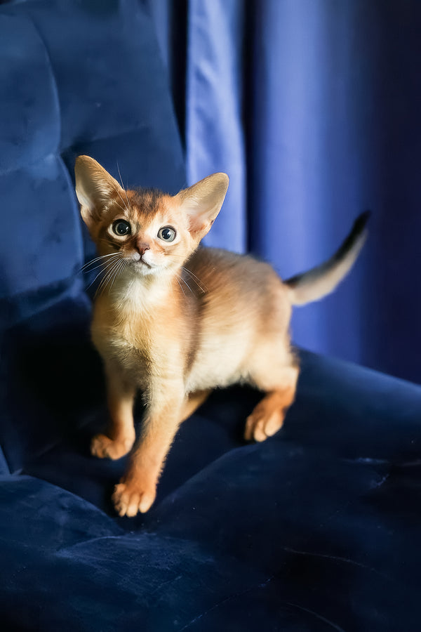 Alf | Abyssinian Kitten