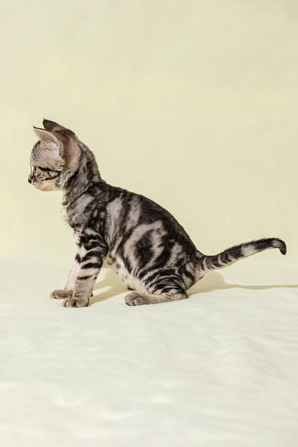 Alicia | Devon Rex Kitten