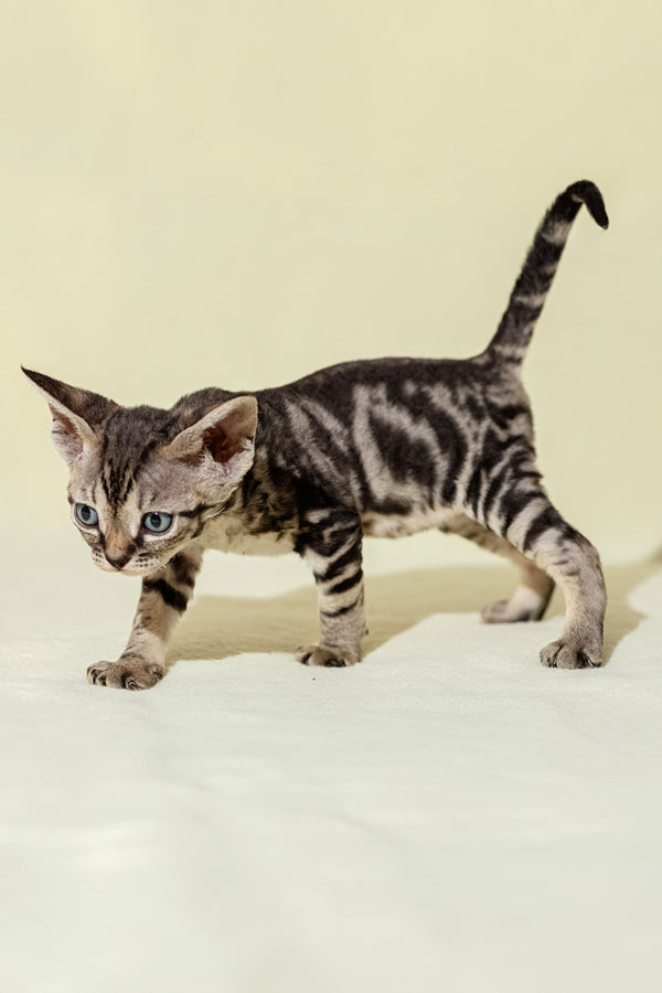 Alicia | Devon Rex Kitten