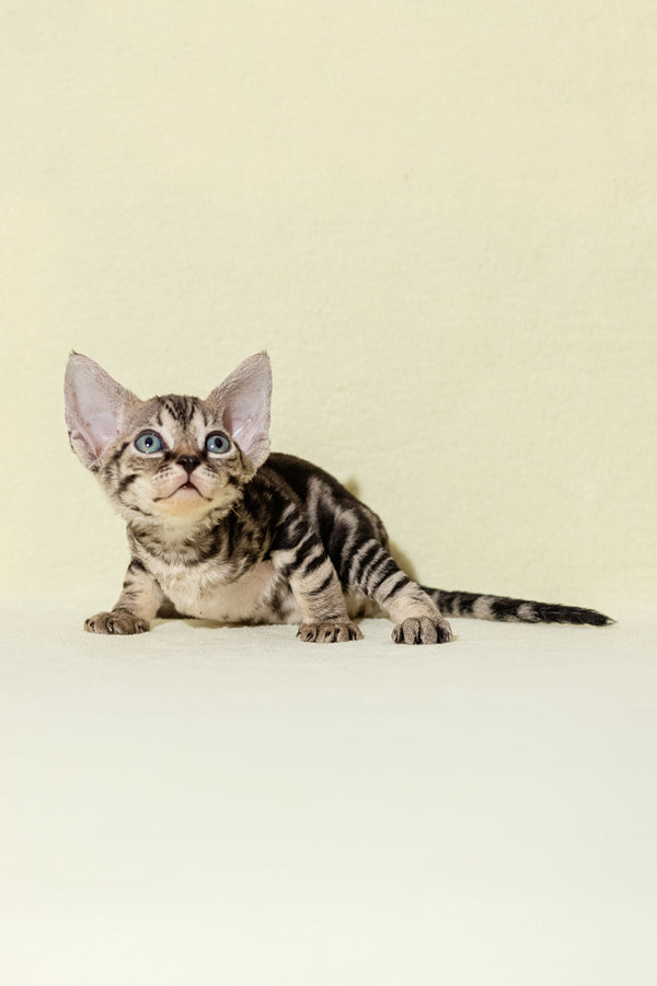 Alicia | Devon Rex Kitten
