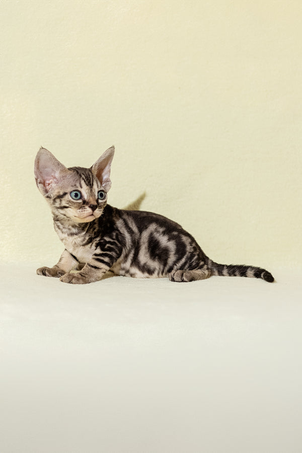 Alicia | Devon Rex Kitten