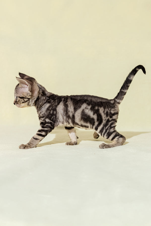 Alicia | Devon Rex Kitten