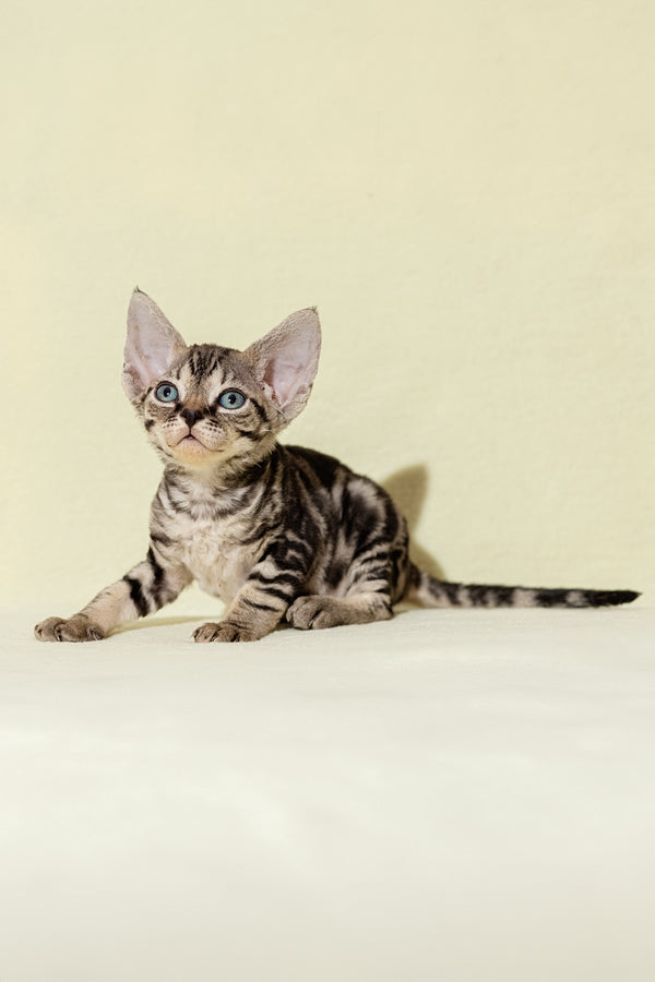 Alicia | Devon Rex Kitten