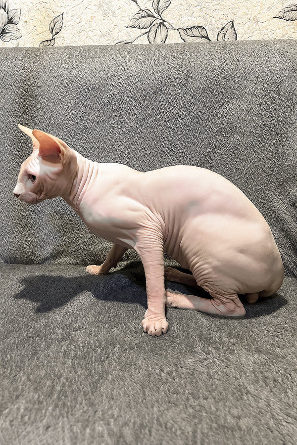 Andy | Canadian Sphynx Kitten