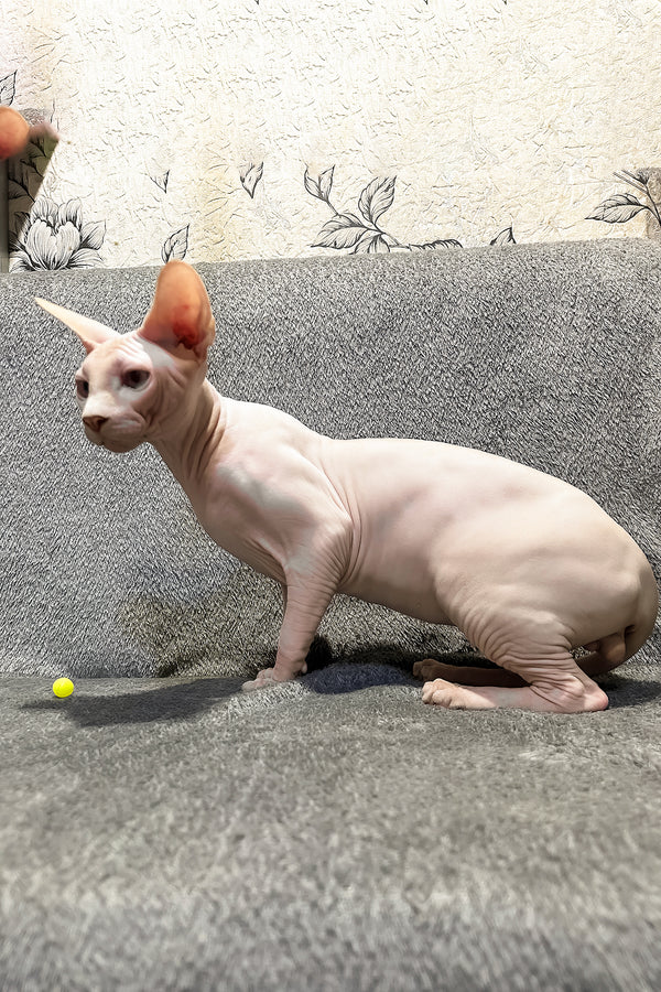 Andy | Canadian Sphynx Kitten