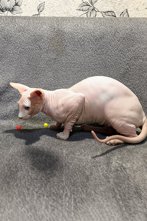 Andy | Canadian Sphynx Kitten