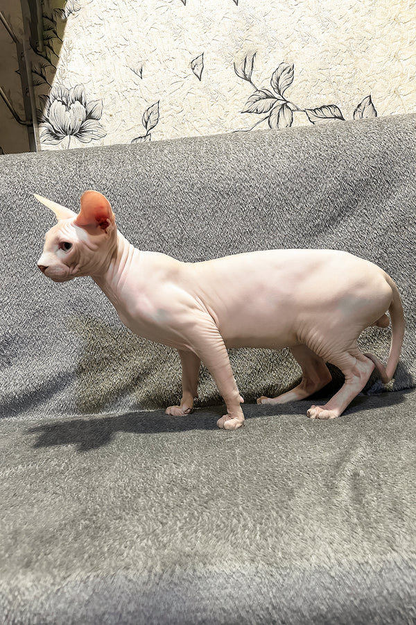 Andy | Canadian Sphynx Kitten