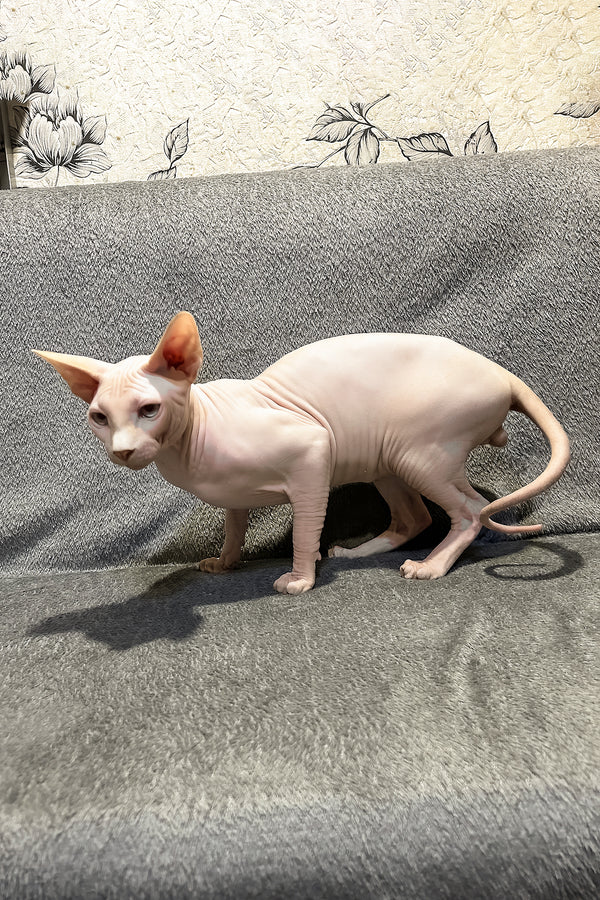 Andy | Canadian Sphynx Kitten