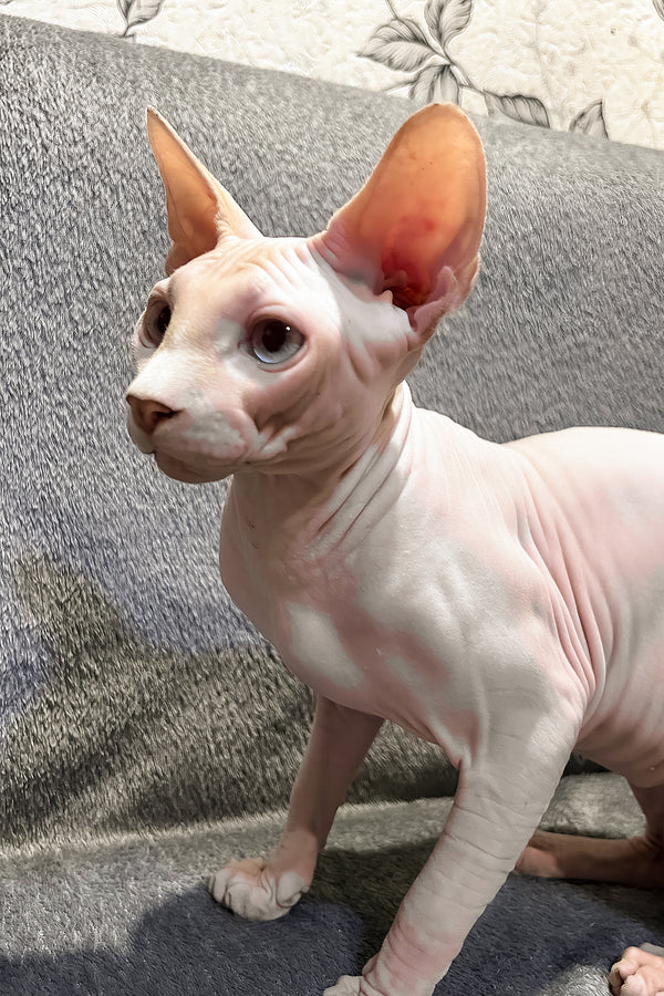 Andy | Canadian Sphynx Kitten