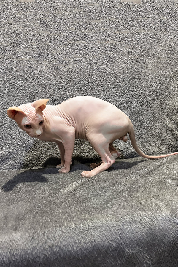Andy | Canadian Sphynx Kitten