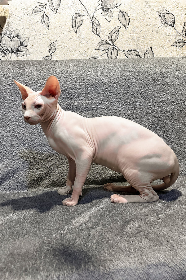 Andy | Canadian Sphynx Kitten
