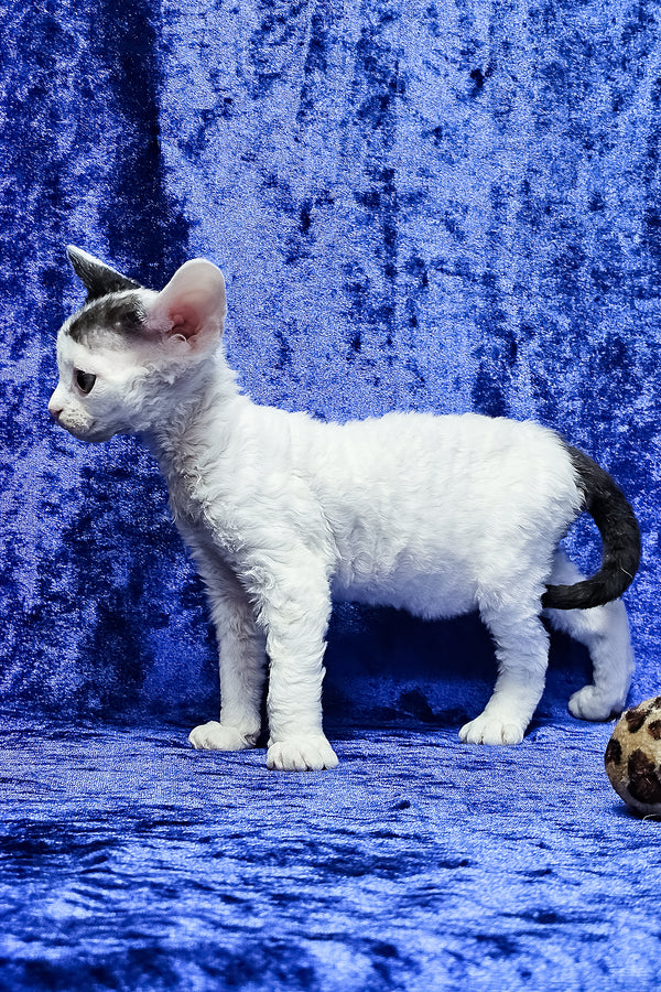 Apollon | Devon Rex Kitten