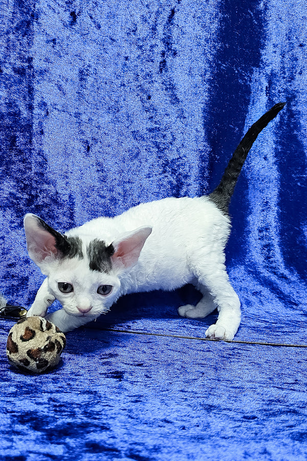 Apollon | Devon Rex Kitten
