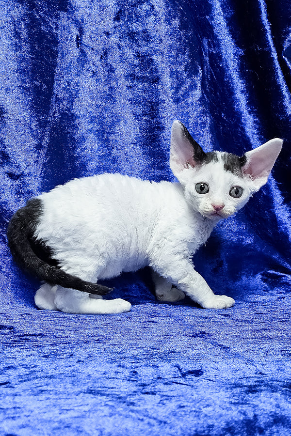 Apollon | Devon Rex Kitten