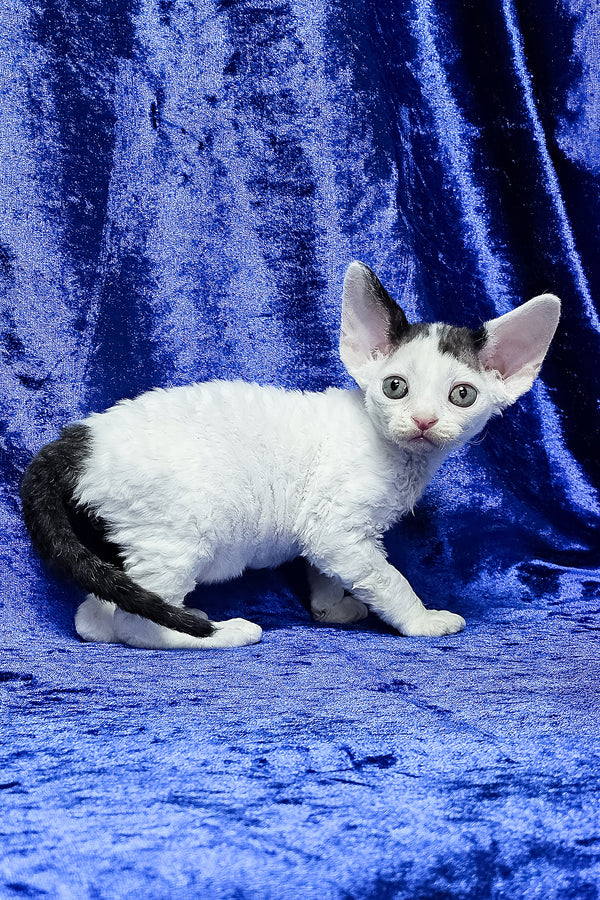 Apollon | Devon Rex Kitten
