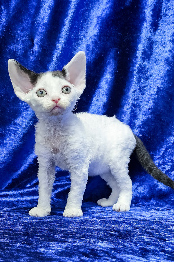 Apollon | Devon Rex Kitten
