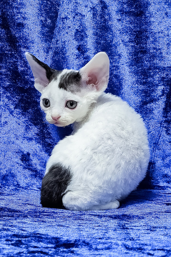 Apollon | Devon Rex Kitten