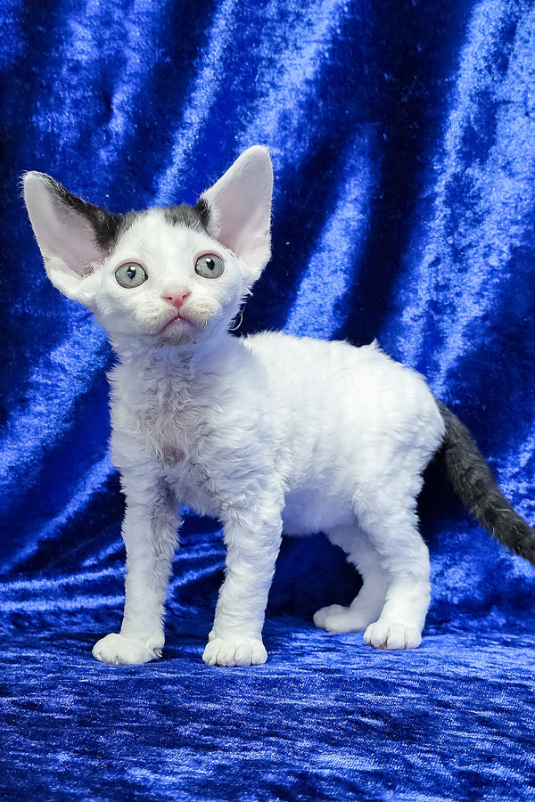 Apollon | Devon Rex Kitten