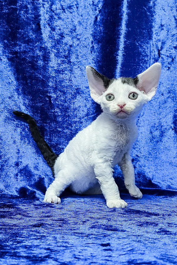 Apollon | Devon Rex Kitten