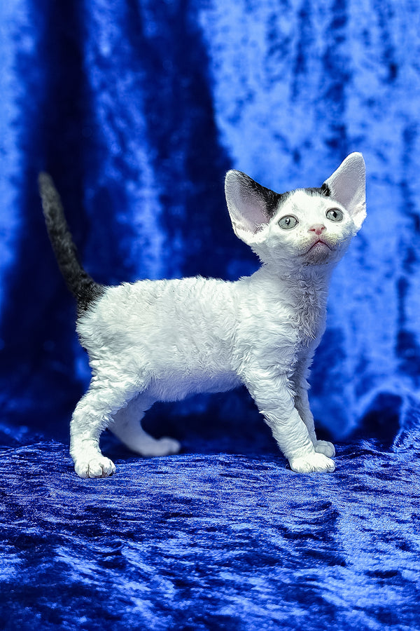 Apollon | Devon Rex Kitten