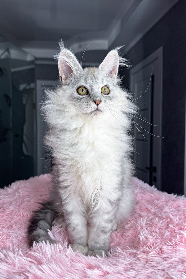 Arfan | Maine Coon Kitten