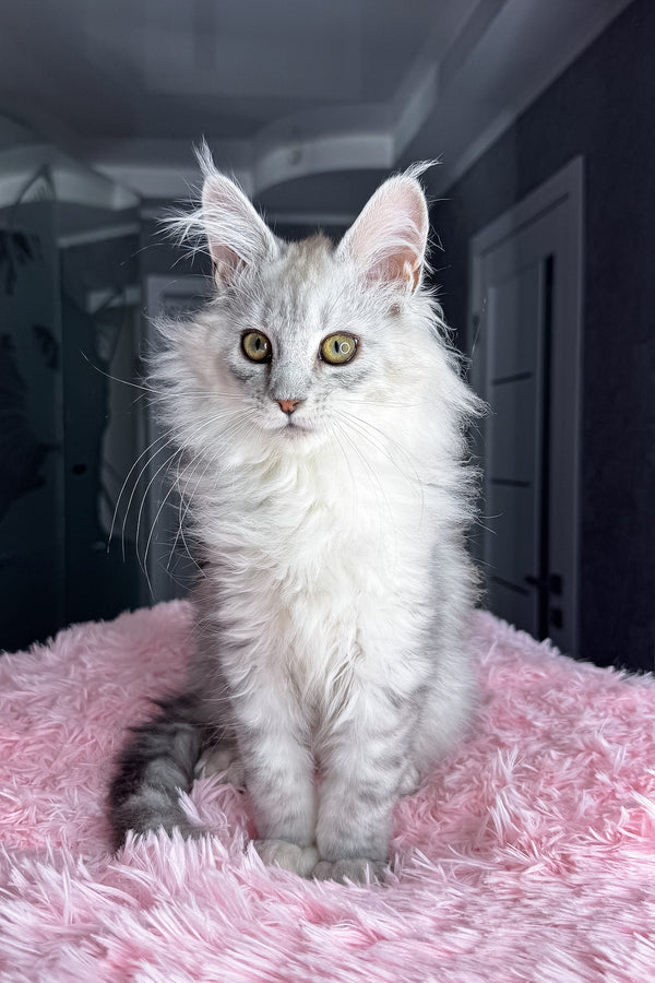 Arfan | Maine Coon Kitten