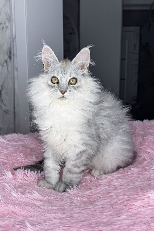 Arfan | Maine Coon Kitten