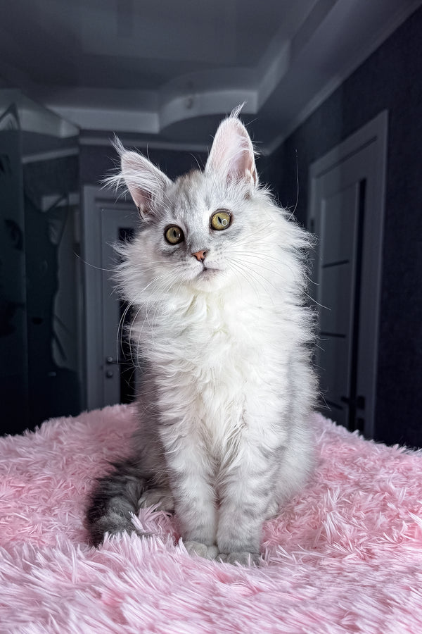 Arfan | Maine Coon Kitten