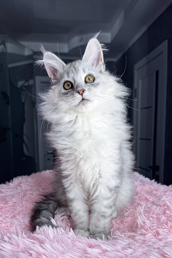 Arfan | Maine Coon Kitten