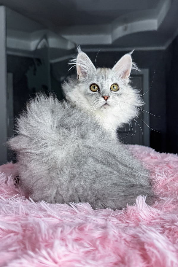 Arfan | Maine Coon Kitten