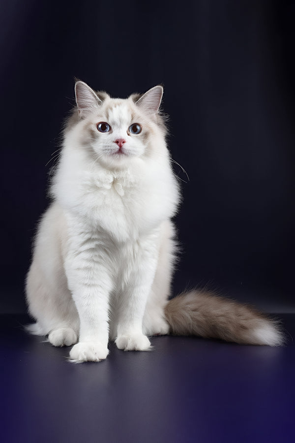 Arielle | Ragdoll Kitten