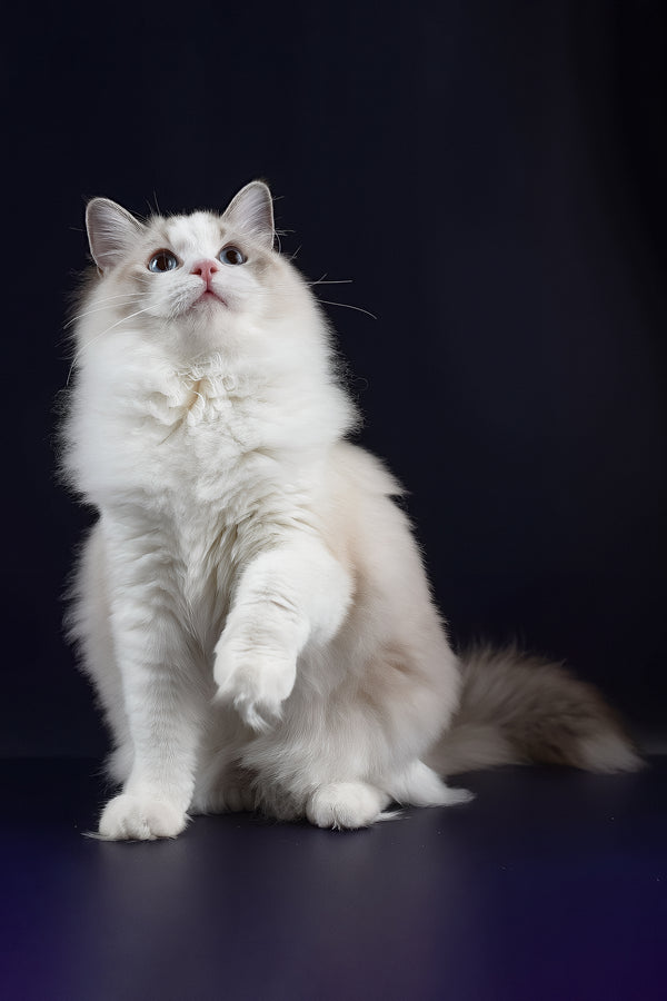 Arielle | Ragdoll Kitten
