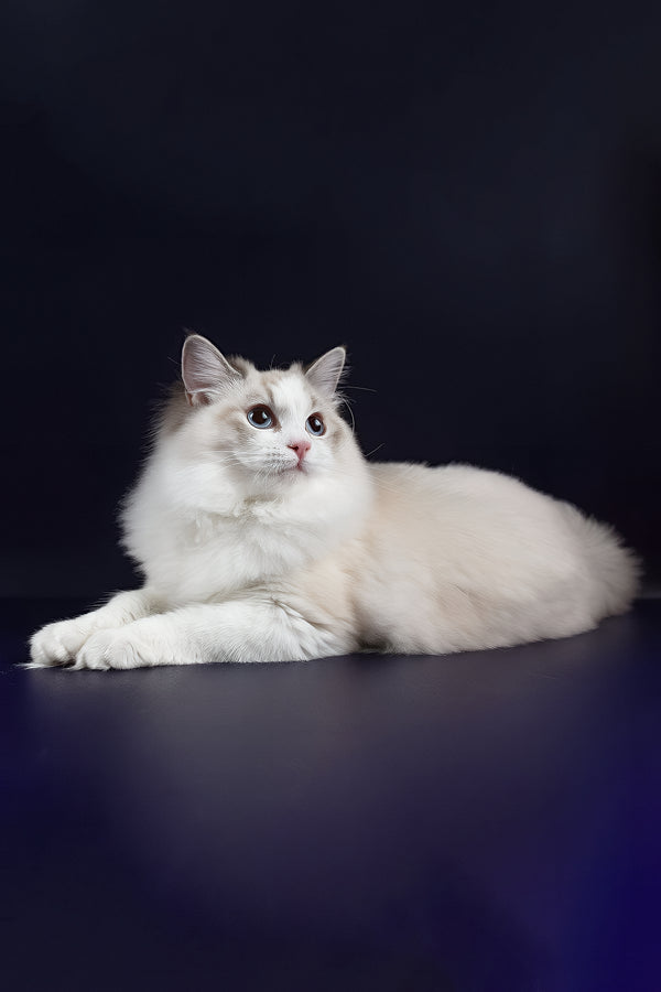 Arielle | Ragdoll Kitten