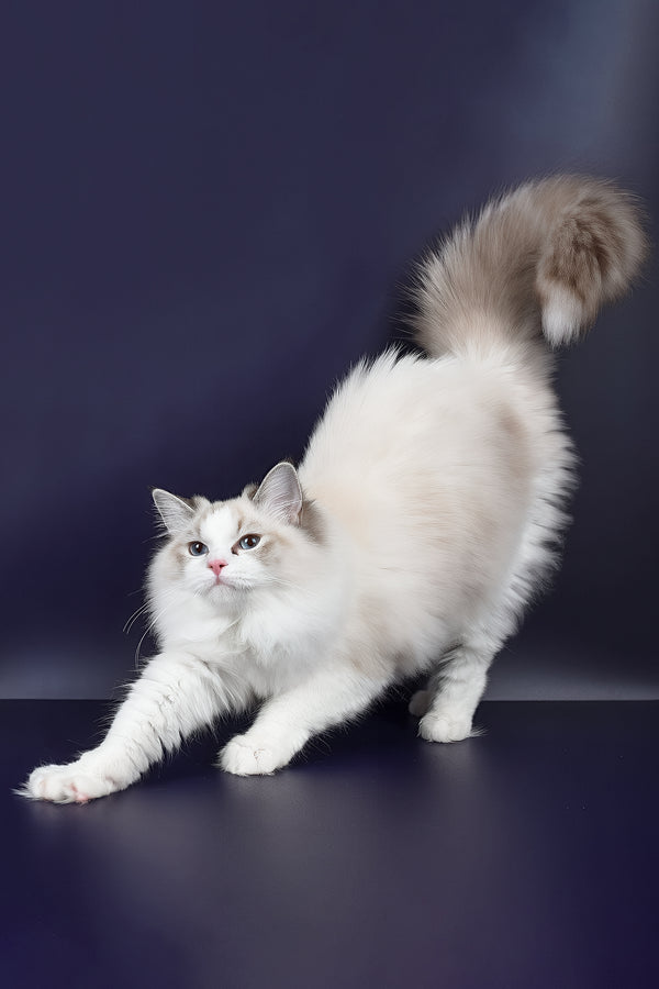 Arielle | Ragdoll Kitten