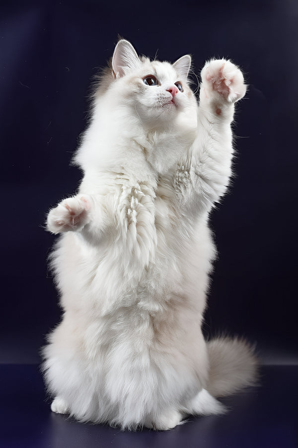 Arielle | Ragdoll Kitten