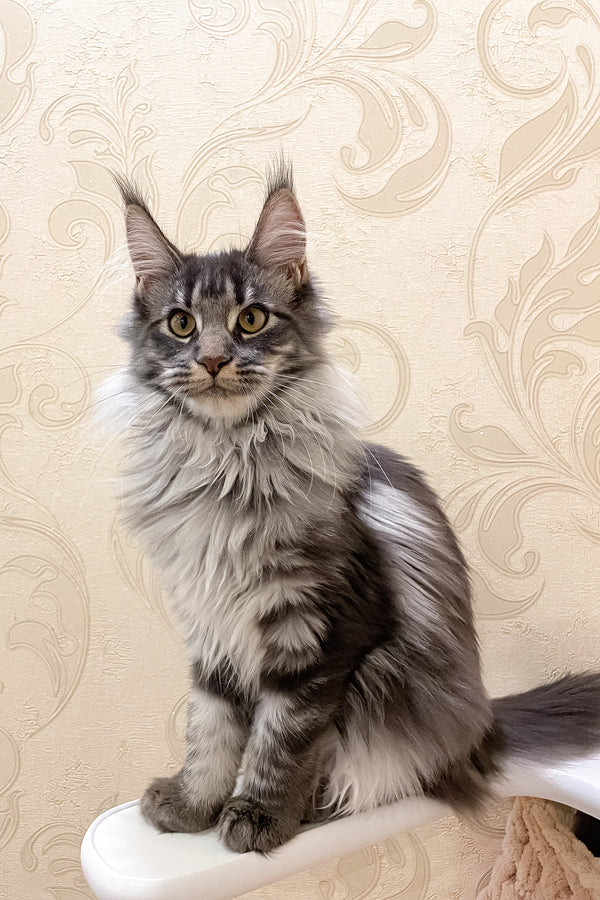 Arisha | Maine Coon Kitten