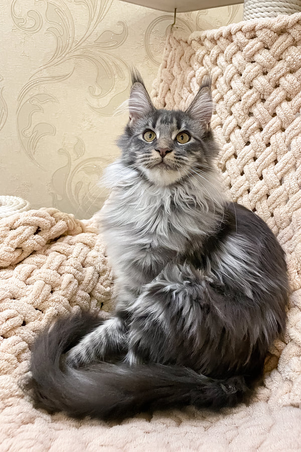 Arisha | Maine Coon Kitten