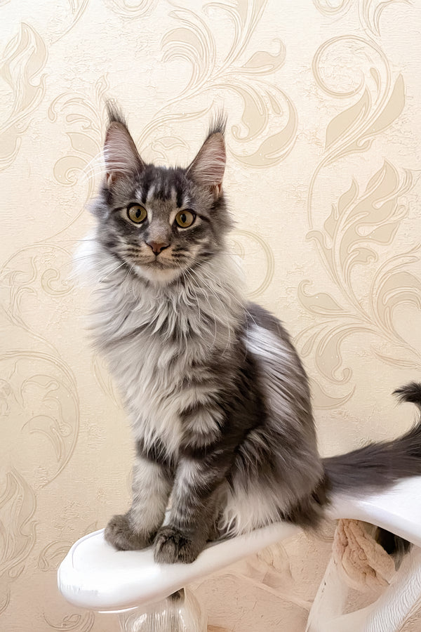 Arisha | Maine Coon Kitten