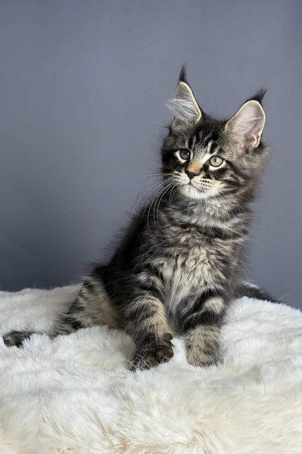 Atlas | Maine Coon Kitten