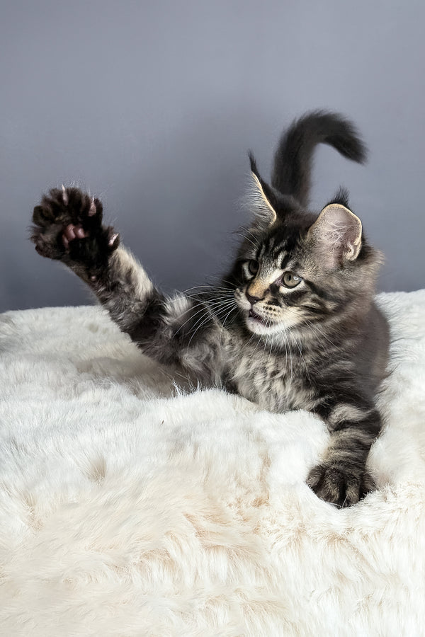 Atlas | Maine Coon Kitten