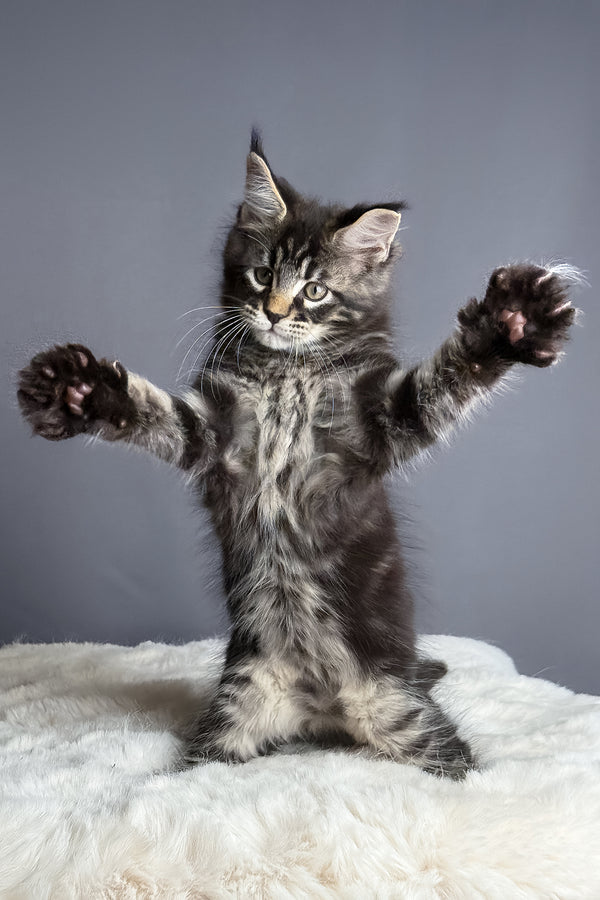 Atlas | Maine Coon Kitten