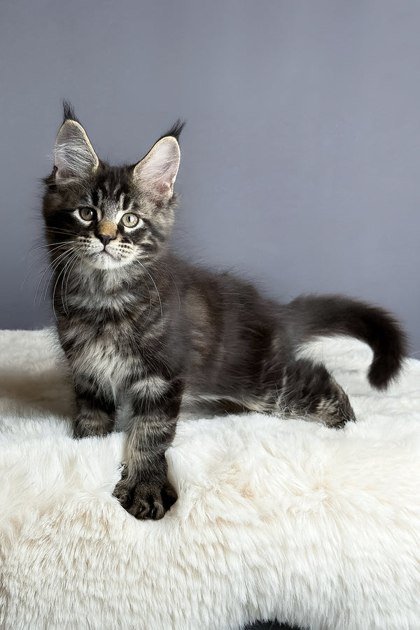 Atlas | Maine Coon Kitten