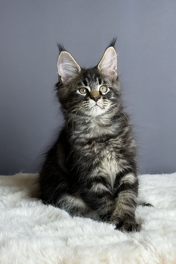 Atlas | Maine Coon Kitten
