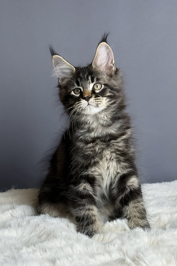 Atlas | Maine Coon Kitten